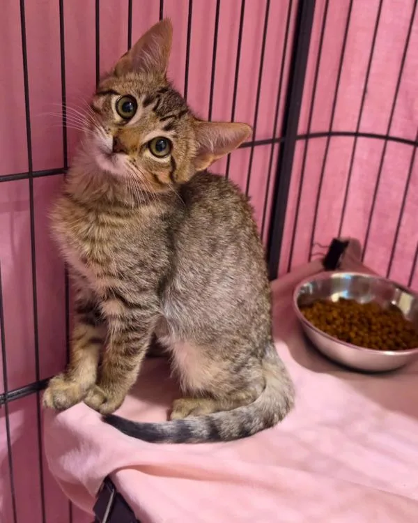 A baby small-sized female Domestic Short Hair cat named Aioli for adoption in Novato, CA