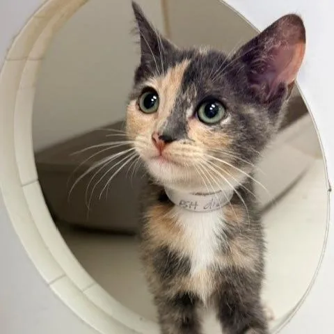 A baby small-sized female Calico Domestic Short Hair cat named Nelly for adoption in Hawthorne, CA