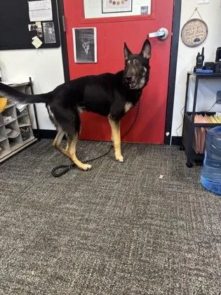 An adult large-sized male German Shepherd Dog dog named Chief for adoption in West Chester, PA