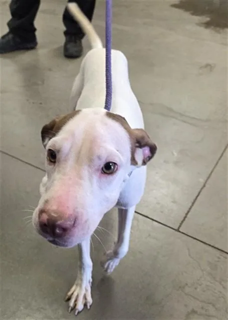 An adult large-sized female Pit Bull Terrier dog named Daffodil for adoption in Phoenix, AZ