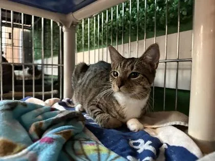 A young small-sized female Brown / Chocolate Domestic Short Hair cat named Tabitha for adoption in Annapolis, MD
