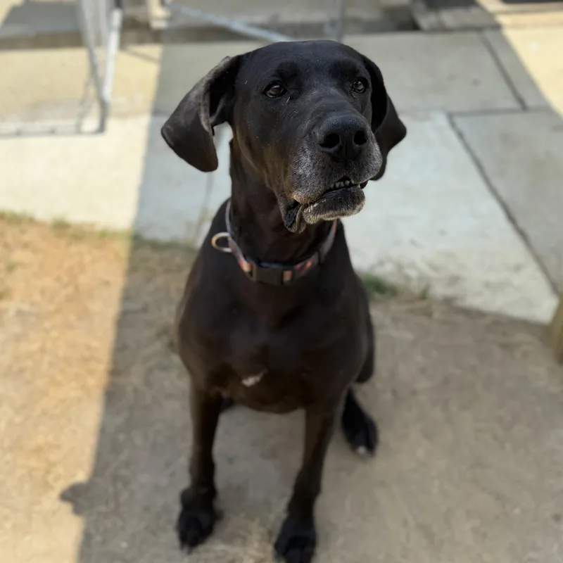 An adult extra large-sized female Black Great Dane dog named Delilah for adoption in Columbia, SC