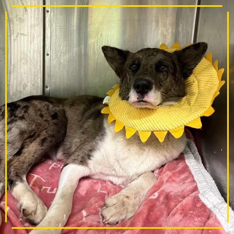 An adult medium-sized female Catahoula Leopard Dog dog named Morpho for adoption in Austin, TX