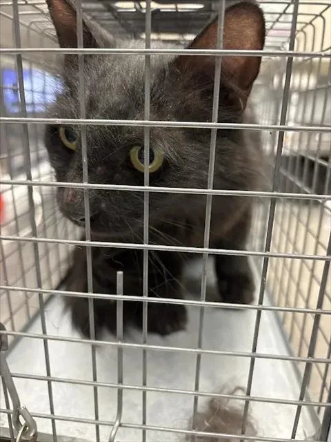 A senior medium-sized male Domestic Medium Hair cat named Fox for adoption in Las Vegas, NV