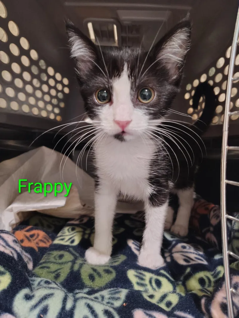 A baby medium-sized female Domestic Short Hair cat named Frappy for adoption in Lincoln, CA