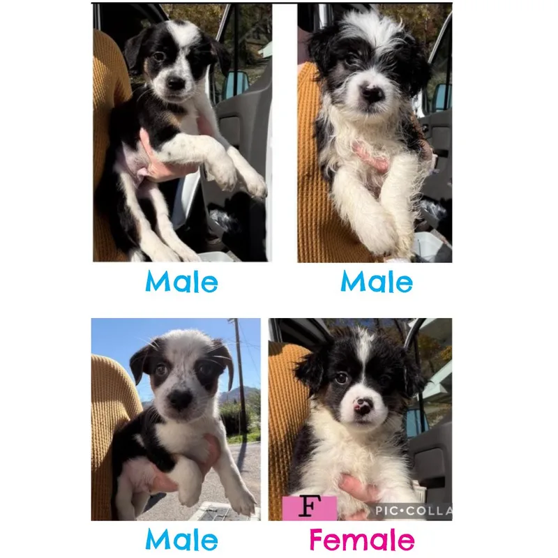 A baby small-sized female Bicolor Shih Tzu dog named Shih Tzu pups for adoption in Lemont, IL