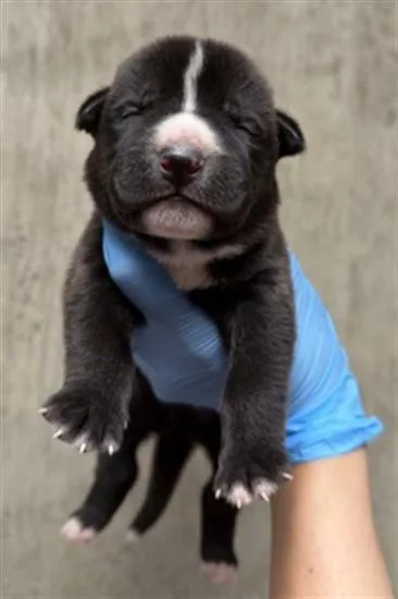 A baby small-sized male Pit Bull Terrier dog named A for adoption in San Bernardino, CA