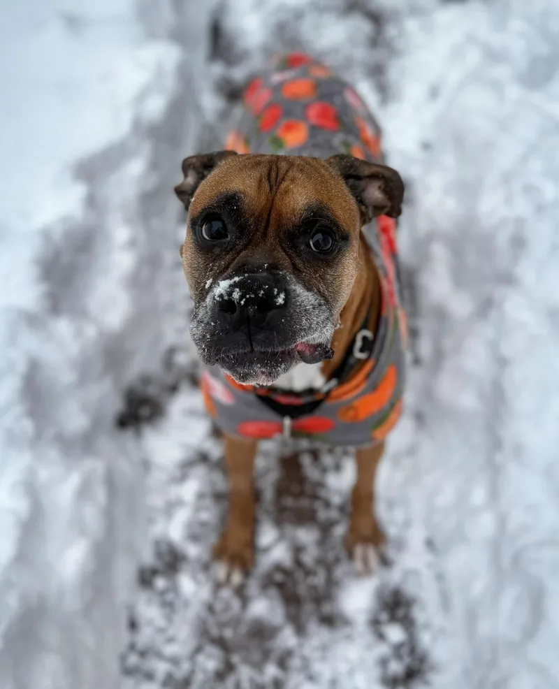 Mr Wrinkles thumbnail 2