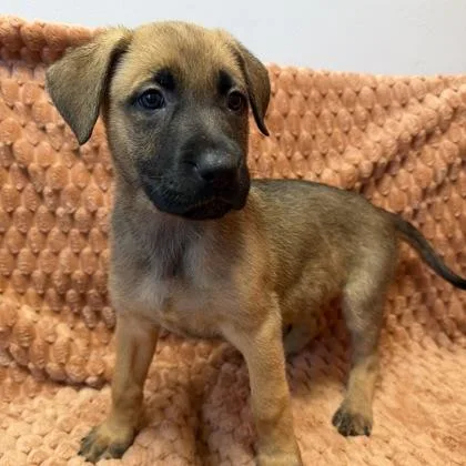 A baby small-sized female Mixed Breed dog named Princess Tiana for adoption in Janesville, WI