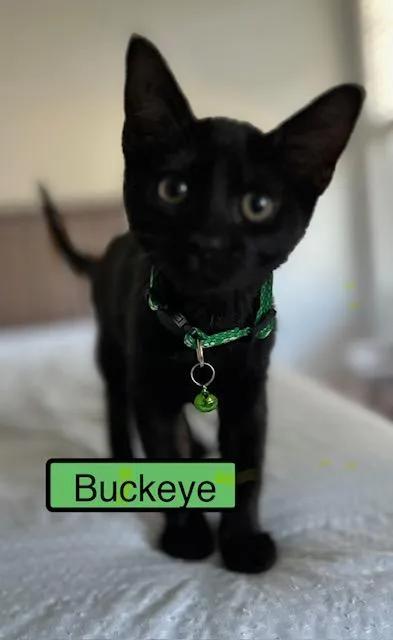 A baby medium-sized male Domestic Short Hair cat named Buckeye for adoption in Zimmerman, MN