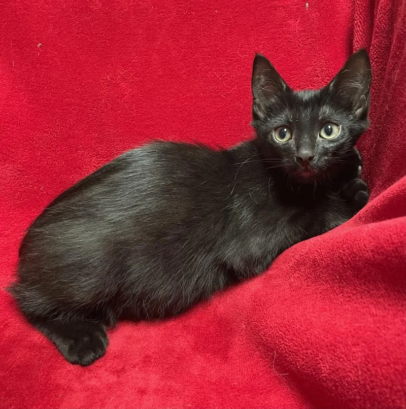 A baby medium-sized male Black & White / Tuxedo Domestic Short Hair cat named Pomni for adoption in Jackson, MI