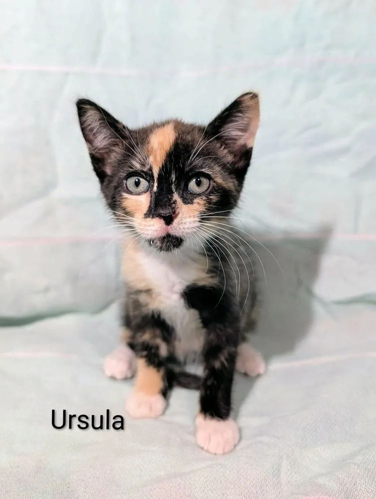 A baby medium-sized female Domestic Short Hair cat named Ursula for adoption in Emerald Isle, NC