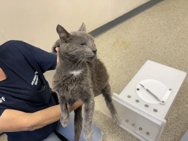 An adult medium-sized male Domestic Short Hair cat named A for adoption in Visalia, CA
