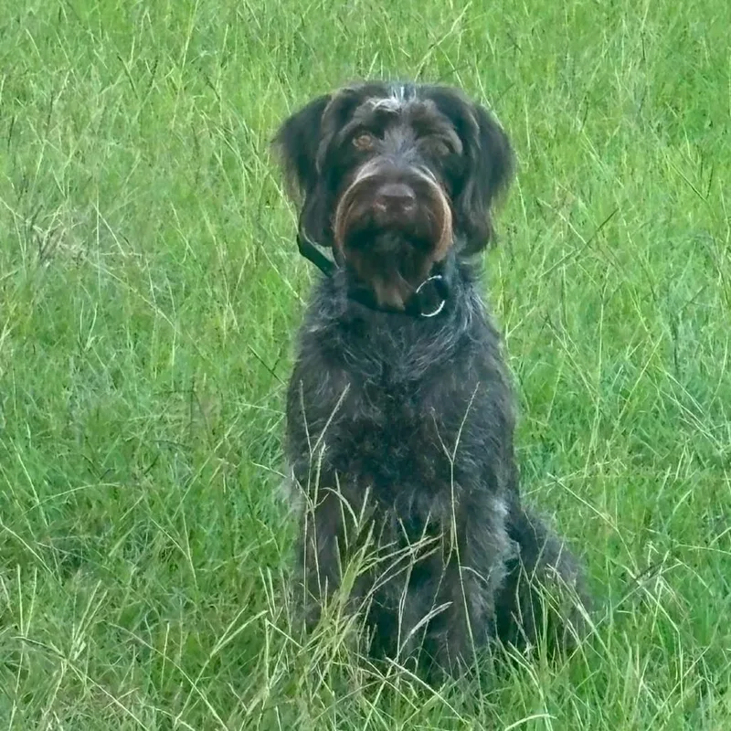 An adult small-sized female Brown / Chocolate Wirehaired Pointing Griffon dog named Lucy for adoption in Santa Rosa, CA