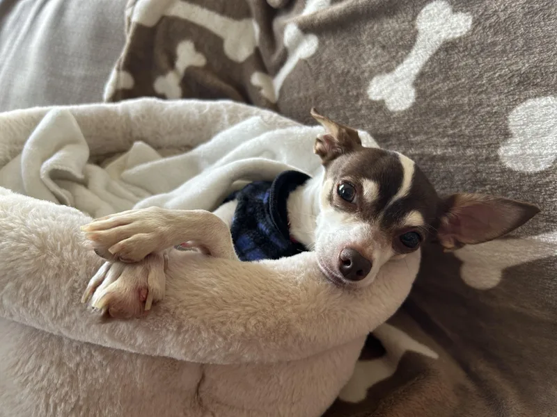 An adult small-sized female Brown / Chocolate Terrier dog named Lucy for adoption in Lafayette, CA