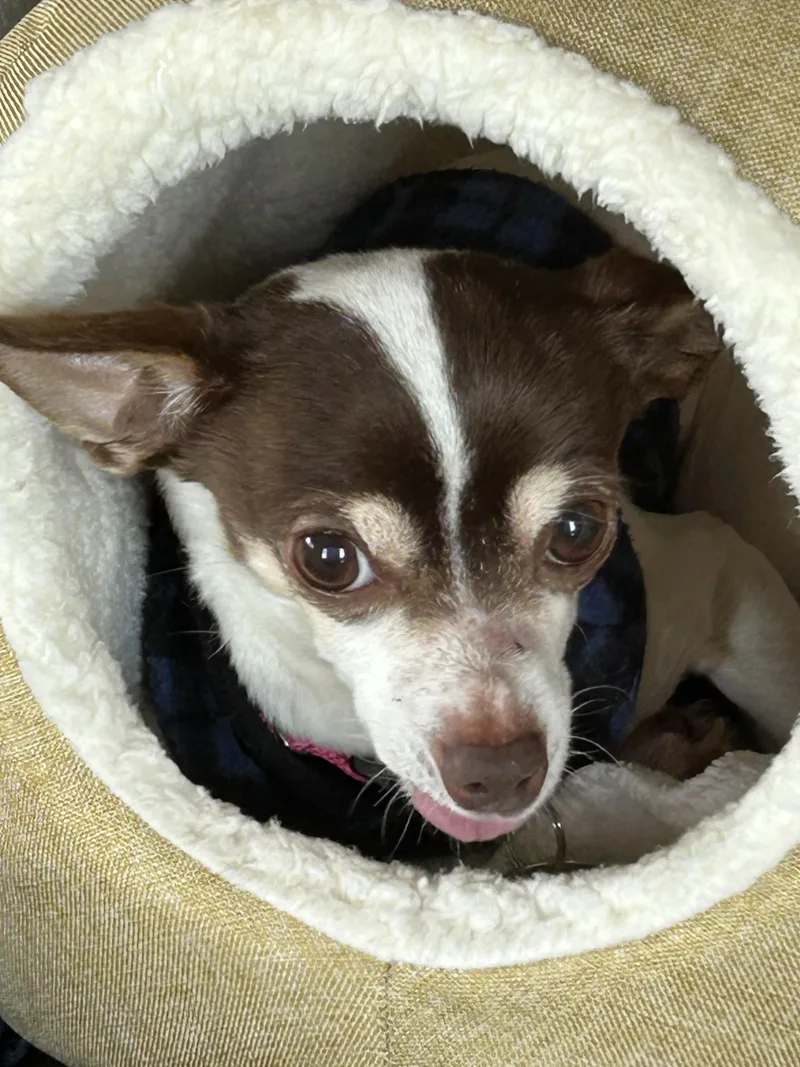 Lucy thumbnail 2