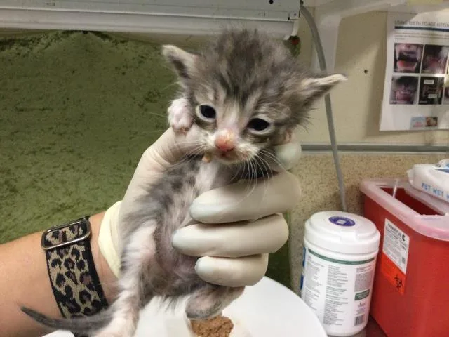 A baby small-sized female Domestic Short Hair cat named Chicken Noodle for adoption in Riverside, CA