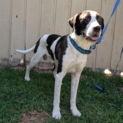 An adult medium-sized male Hound dog named Yosemite Sam for adoption in Savannah, GA