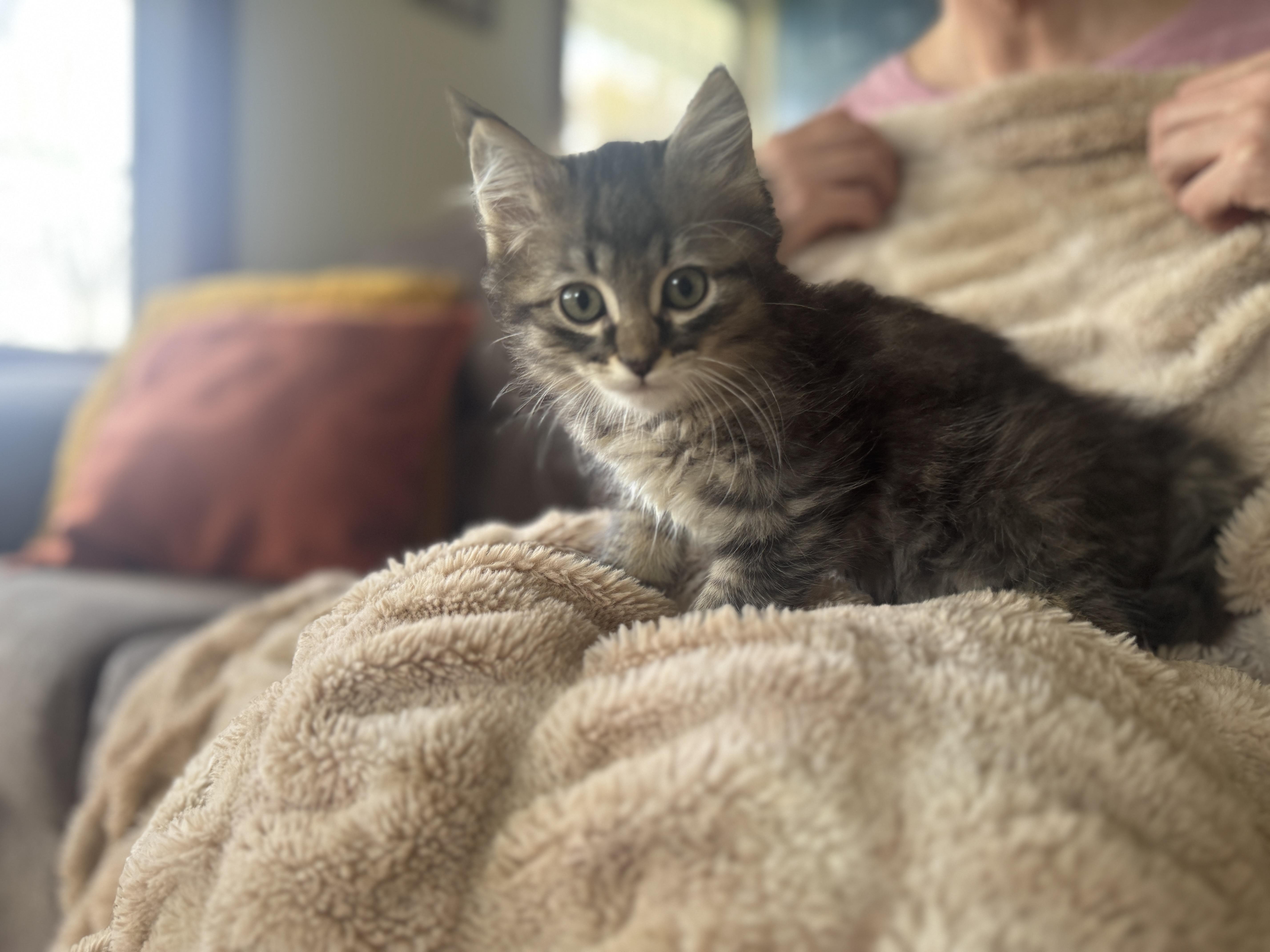 A baby small-sized male Tabby (Brown / Chocolate) Domestic Short Hair cat named Malcolm for adoption in Gradyville, KY