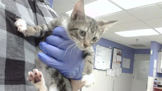 A baby small-sized female Domestic Short Hair cat named Susan for adoption in Omaha, NE