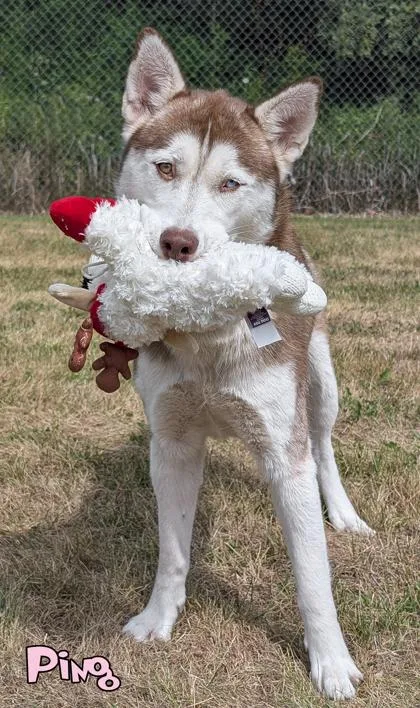 An adult medium-sized female Siberian Husky dog named Ping for adoption in Mason, MI