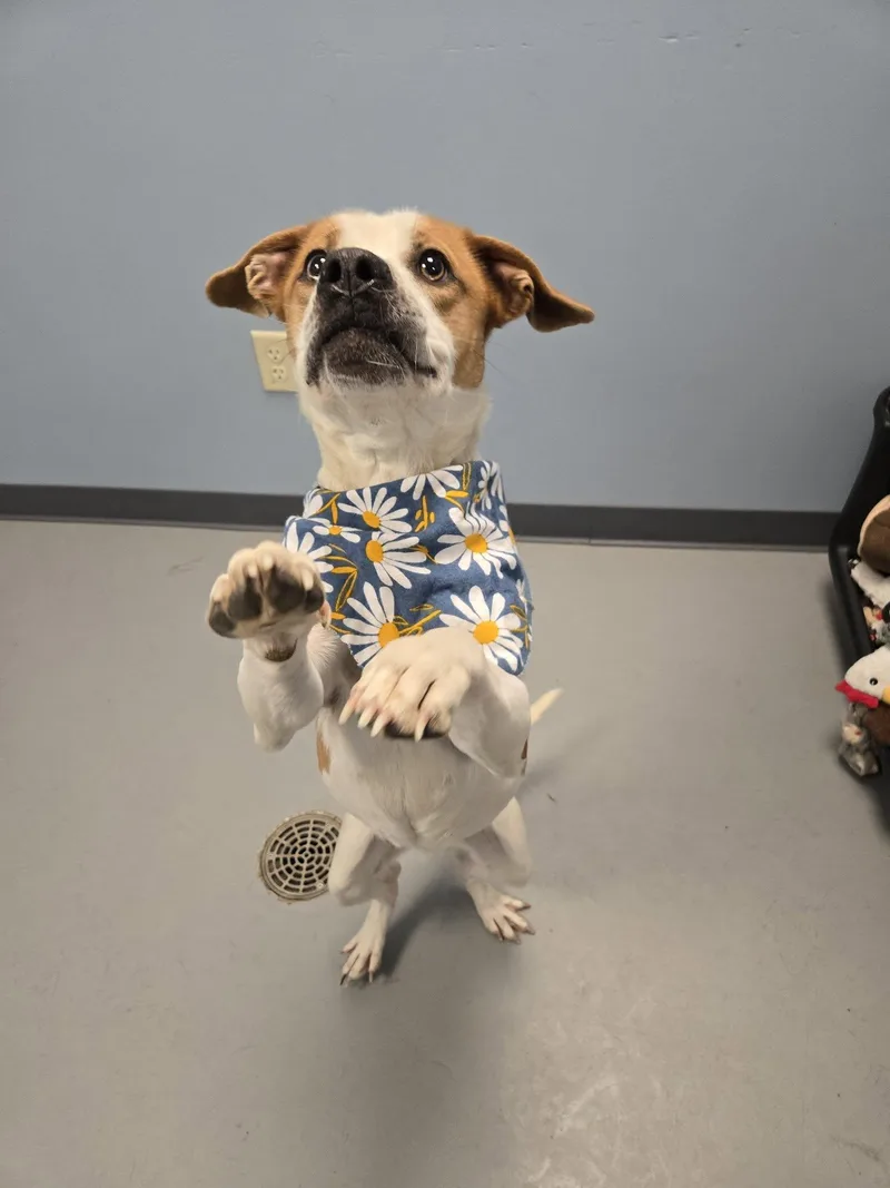 Porcupine thumbnail 2