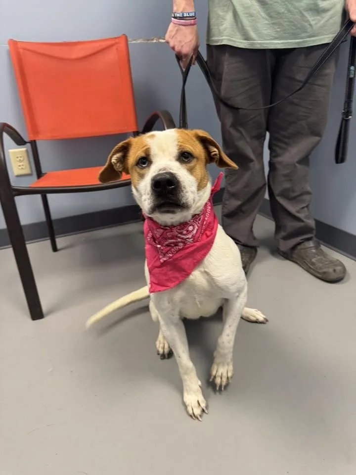 Porcupine thumbnail 3