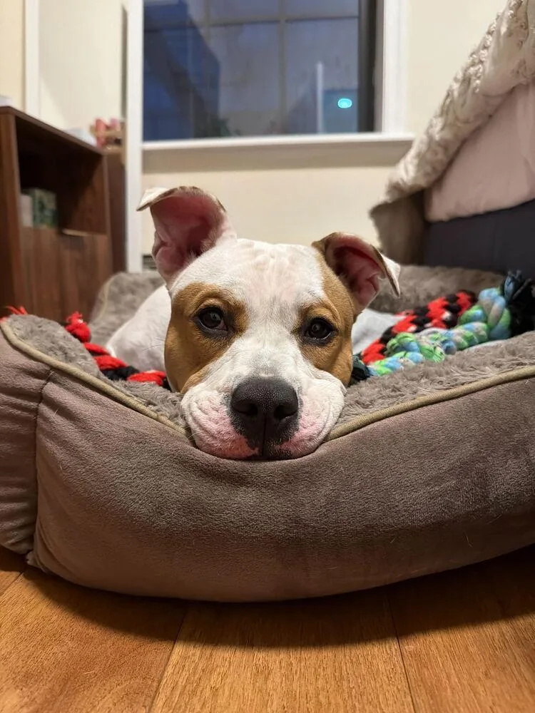 A young medium-sized female Mixed Breed dog named Coco for adoption in New York, NY