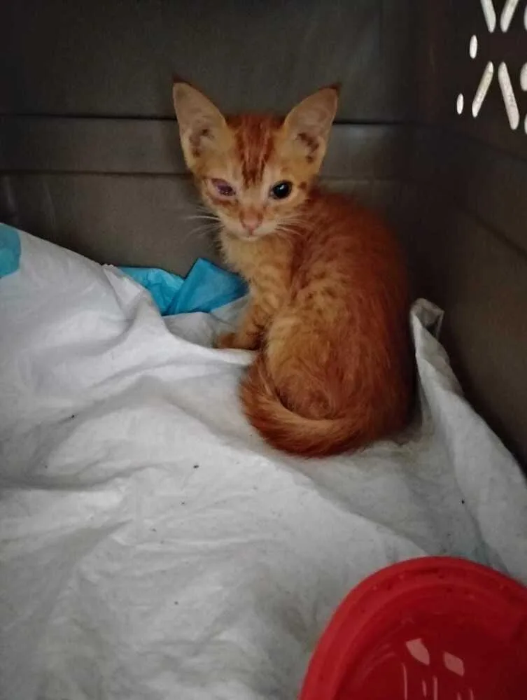 A baby small-sized female Tabby (Orange / Red) Domestic Short Hair cat named Chispita for adoption in Naranjito, PR
