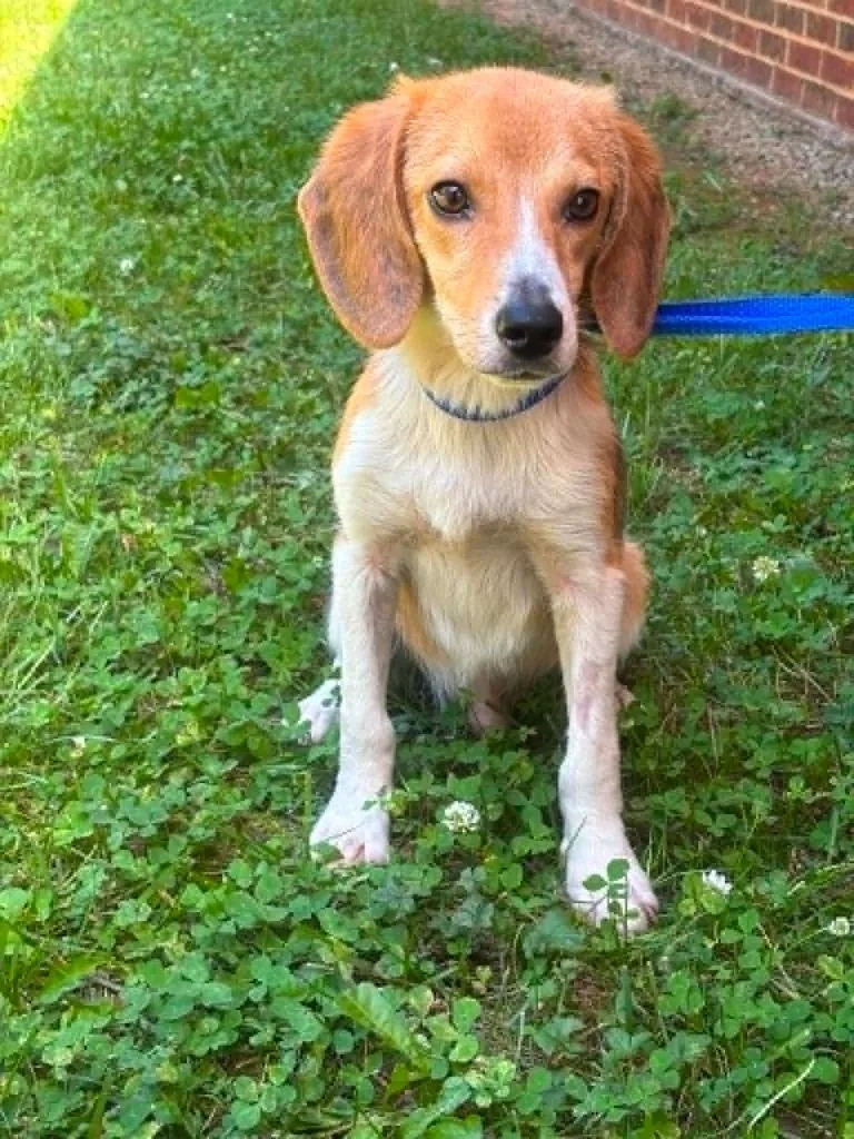 A young medium-sized male Hound dog named Mason for adoption in Warrenton, NC