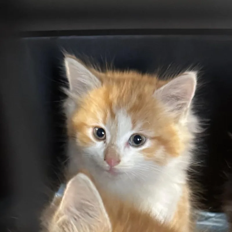 A baby small-sized male Domestic Long Hair cat named Rosemary Avail for adoption in Kennebunk, ME