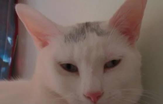 Lee Laurelton thumbnail 2