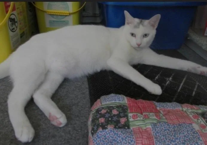 Lee Laurelton thumbnail 4