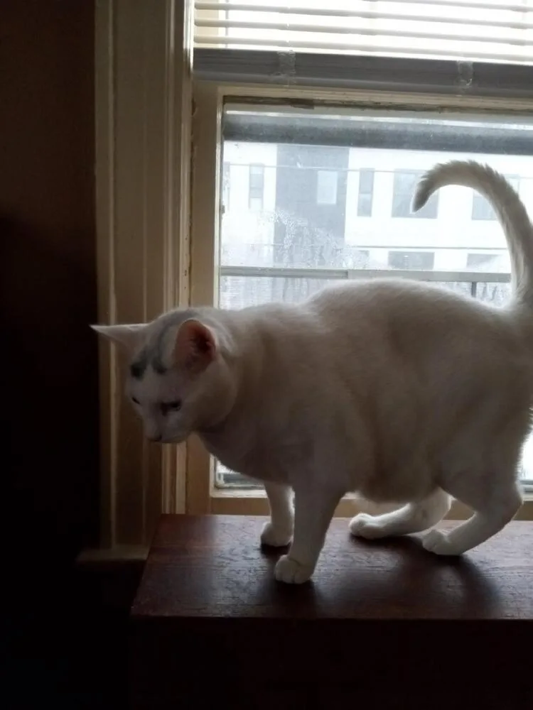 Lee Laurelton thumbnail 5