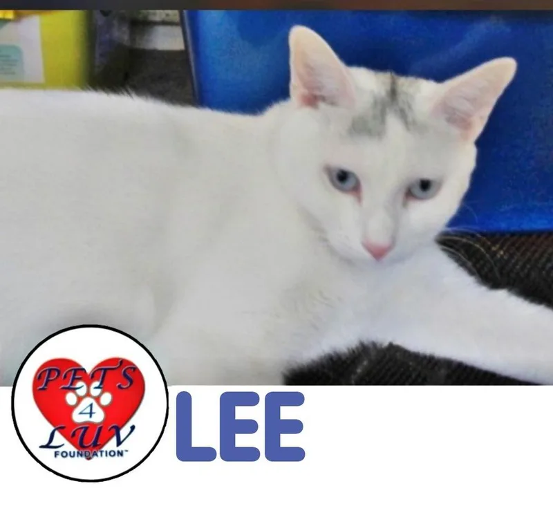 Lee Laurelton thumbnail 6