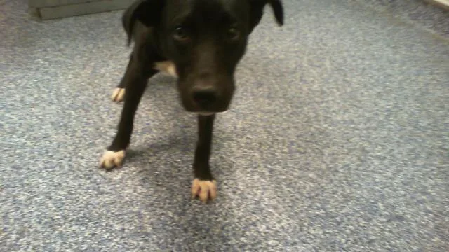 A young medium-sized male Labrador Retriever dog named Jacoby for adoption in Charlotte, NC