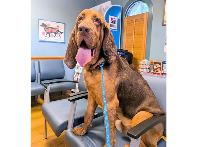 A young extra large-sized male Bloodhound dog named Mr. Peabody for adoption in Leawood, KS