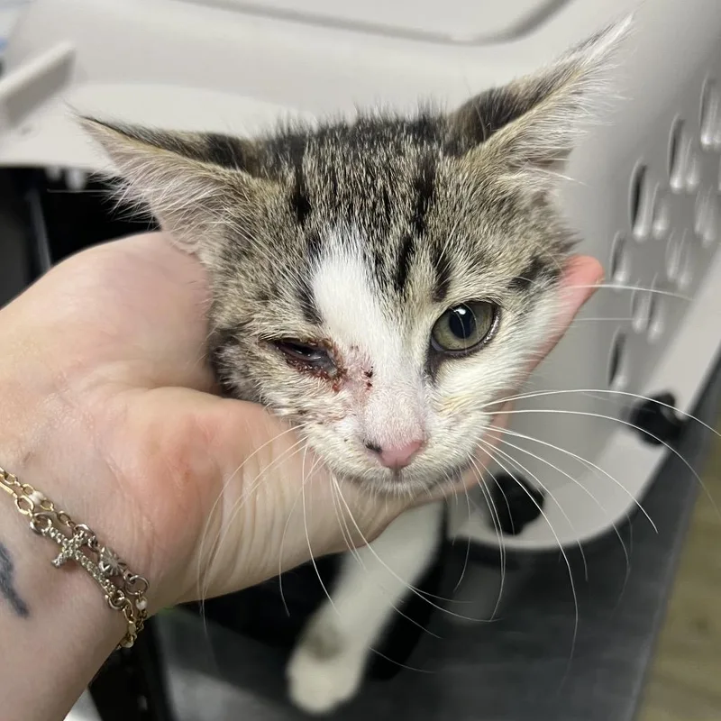 A baby small-sized female Brown / Chocolate Domestic Short Hair cat named Oh Deer for adoption in Summerville, SC