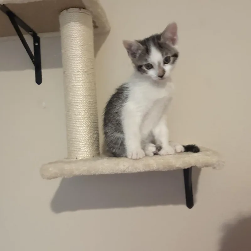 A baby medium-sized female White Tabby cat named Picollina for adoption in Woodinville, WA