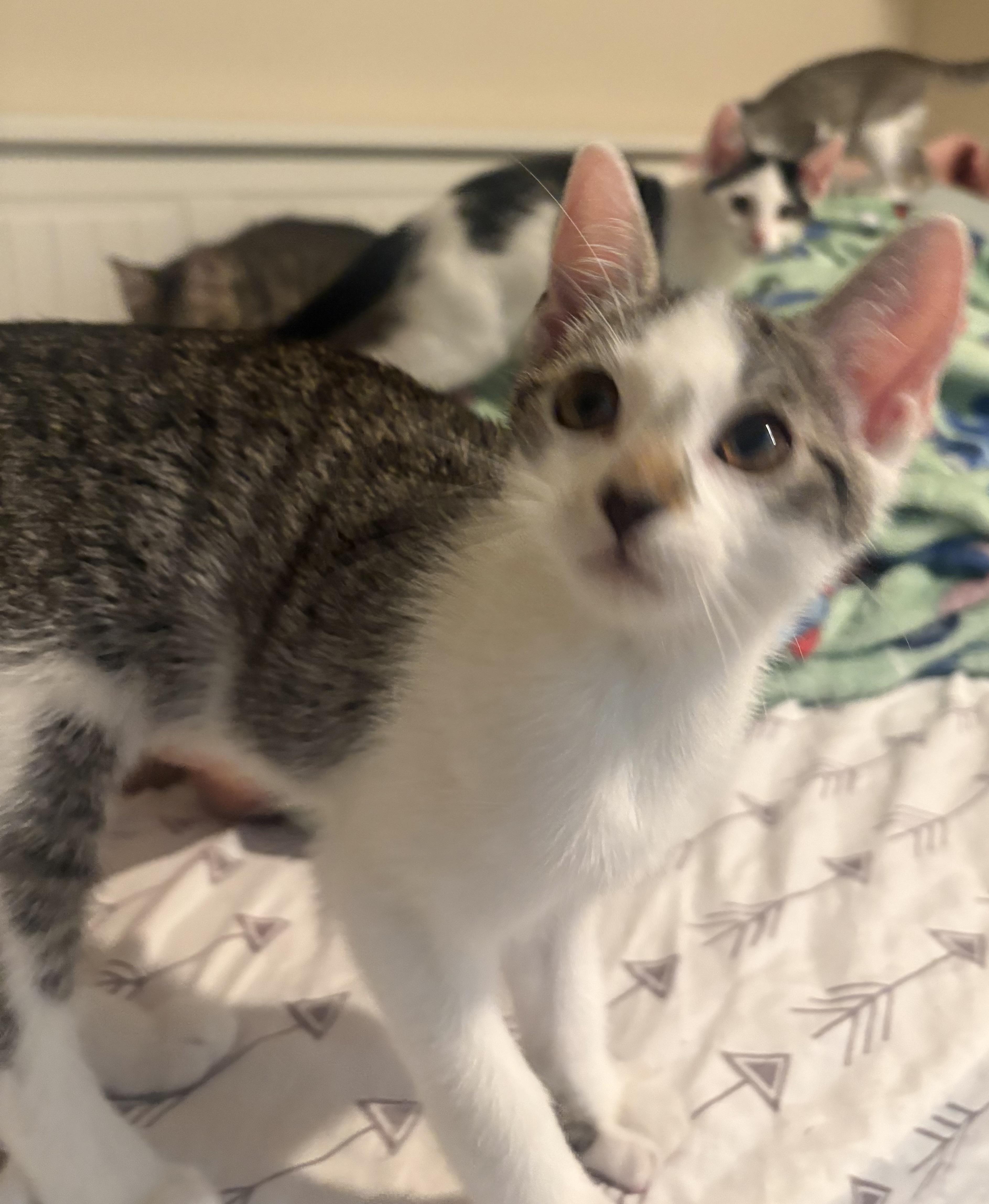 Picollina thumbnail 2