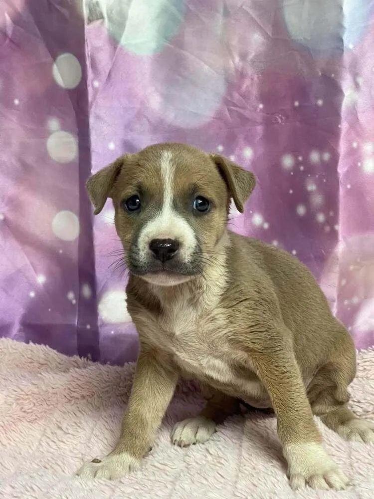 A baby medium-sized female Boxer dog named Furniture Duo  Loveseat for adoption in Aurora, CO