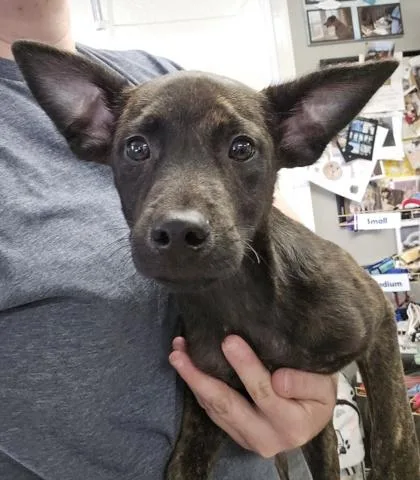 A baby medium-sized male Mixed Breed dog named Osiris for adoption in East Brookfield, MA