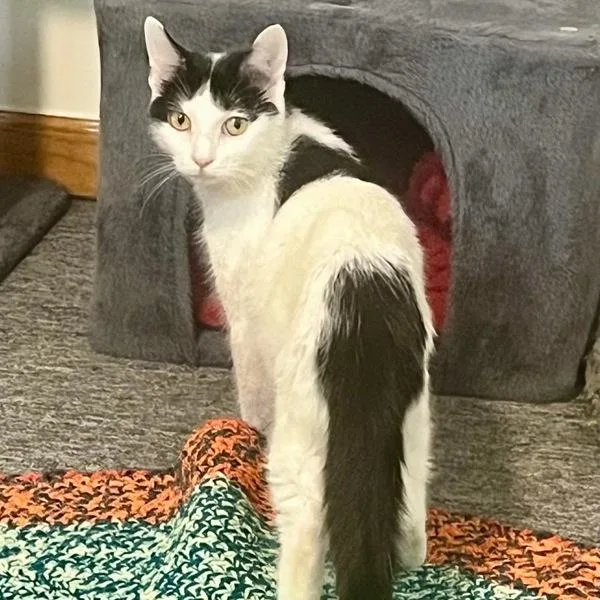 An adult small-sized female Domestic Short Hair cat named Penny for adoption in Des Moines, IA