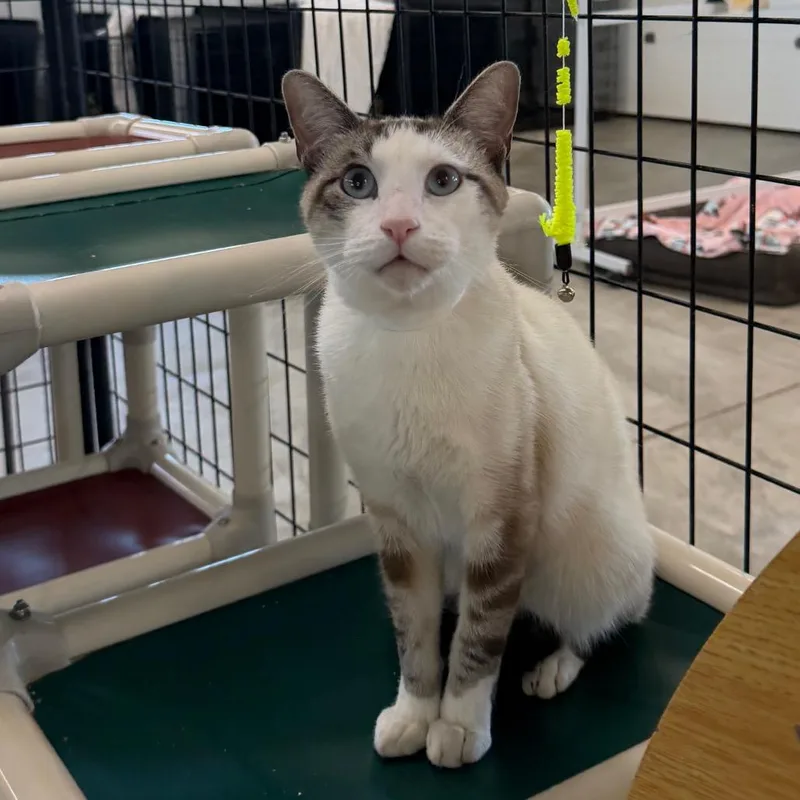 An adult small-sized male Domestic Short Hair cat named O Riley for adoption in Spanish Fork, UT