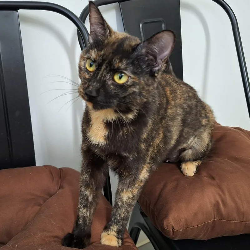 A young medium-sized female Tortoiseshell Domestic Short Hair cat named Blossom for adoption in St. Maries, ID