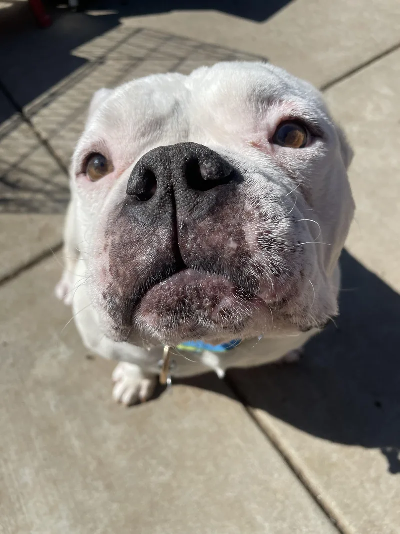 An adult large-sized male White / Cream American Bully dog named Buddha for adoption in Sacramento, CA