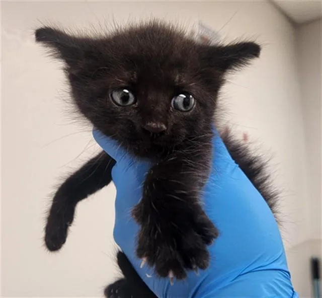A baby medium-sized male Domestic Short Hair cat named Smudge for adoption in Fort Lauderdale, FL