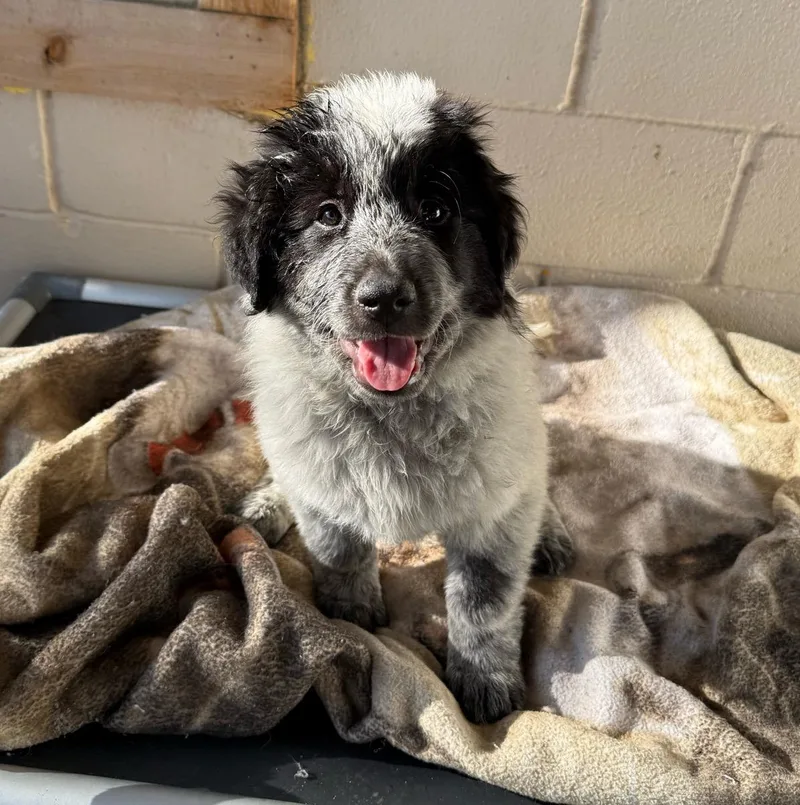 A young large-sized female White / Cream Great Pyrenees dog named Brooke for adoption in Temecula, CA