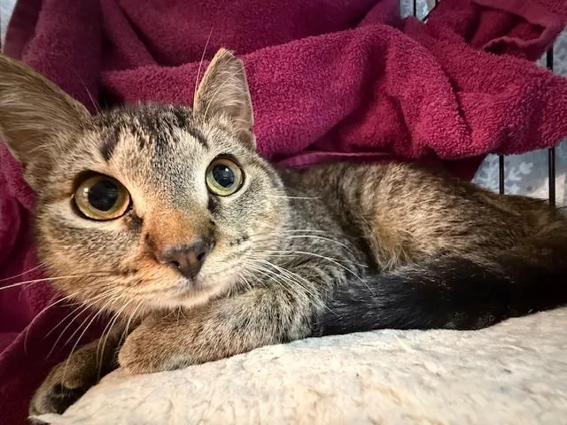 Miley Cyrus thumbnail 2