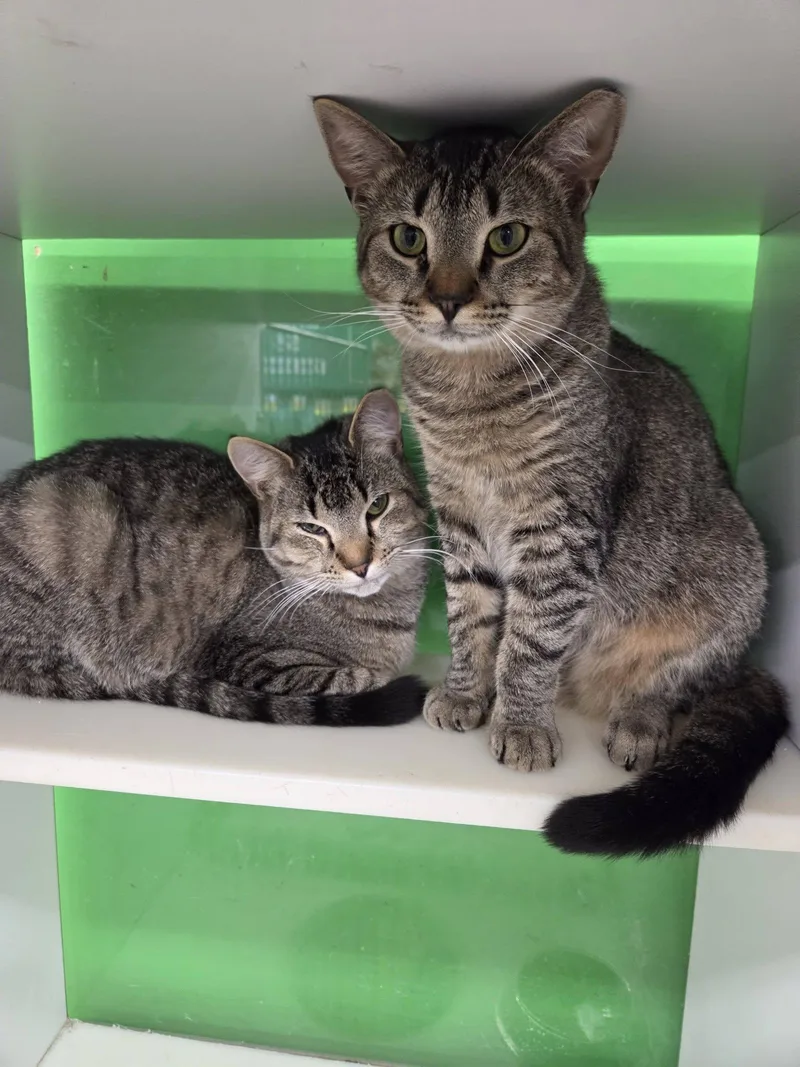 Miley Cyrus thumbnail 3